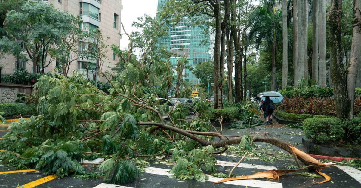 台北市内の街路に台風の倒木が散乱する、台湾 天気の厳しさを物語る被害の光景