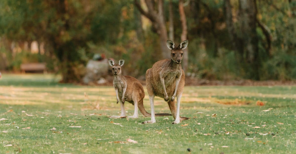Two kangaroos in a lush Perth park, symbolising the choice between hello roam vs travel eSIM for Australian travel.
