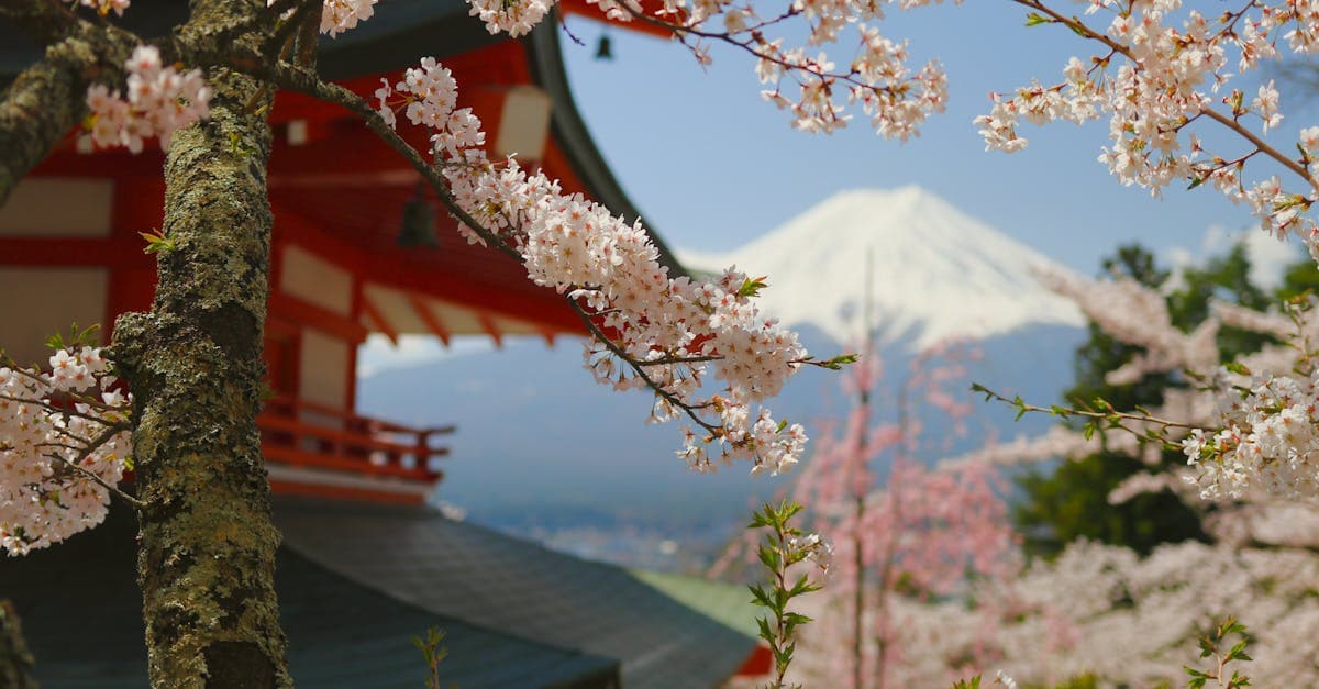 Pagode Chureito emoldurado por cerejeiras em flor com o Monte Fuji ao fundo no best time to visit japan
