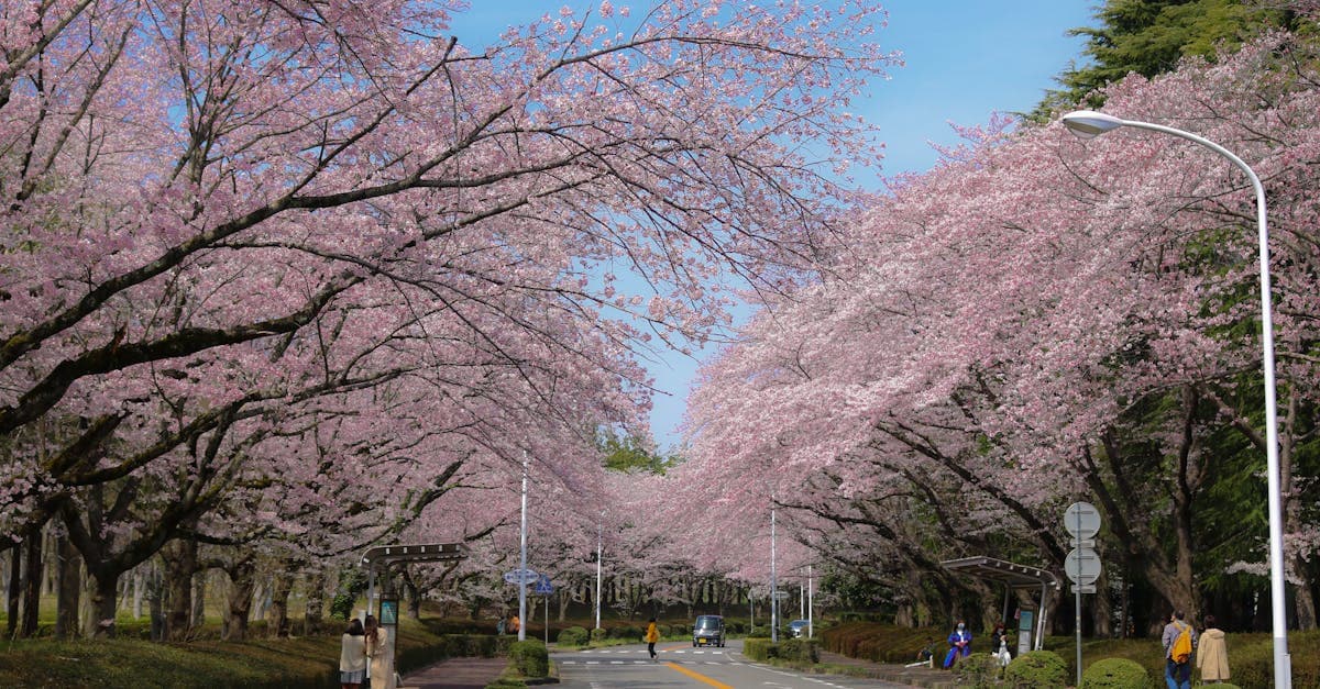 일본 여행 일정 완벽 가이드 2026: 7박8일 황금 코스와 실전 경비 총정리