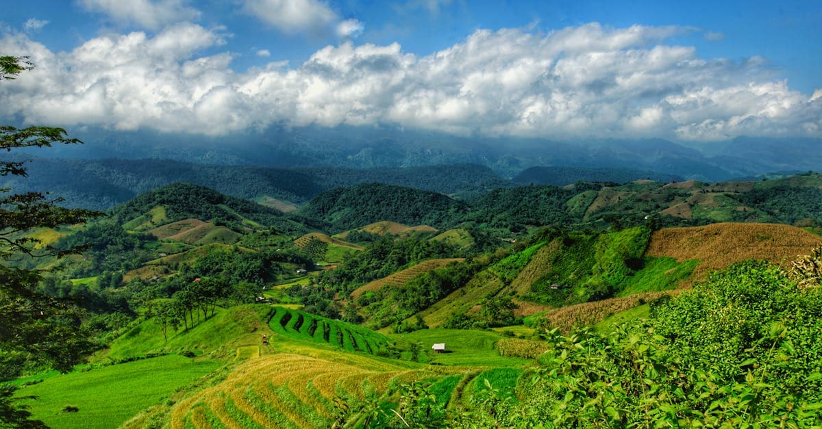 Terrasses de riz verdoyantes illustrant les saisons de la météo thaïlande avec collines ondulantes en arrière-plan