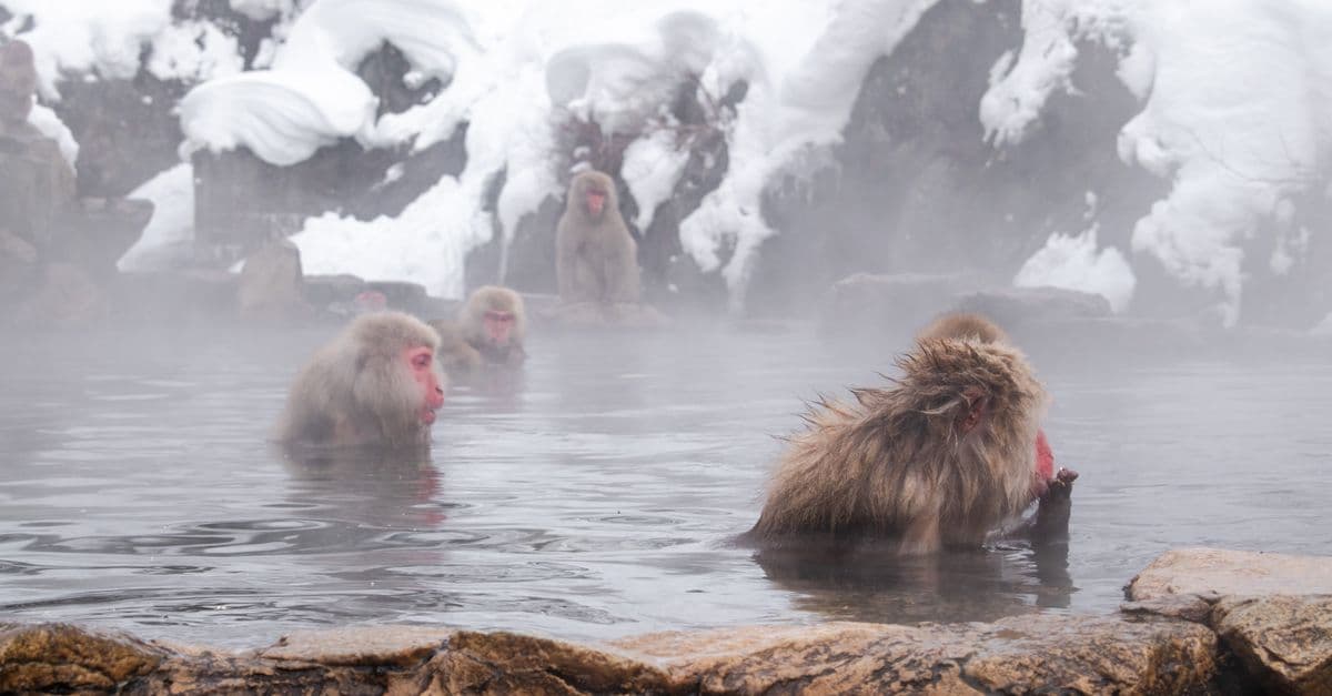 Snow monkeys soaking in a steaming hot spring at Jigokudani, one of Japan's most iconic winter experiences.