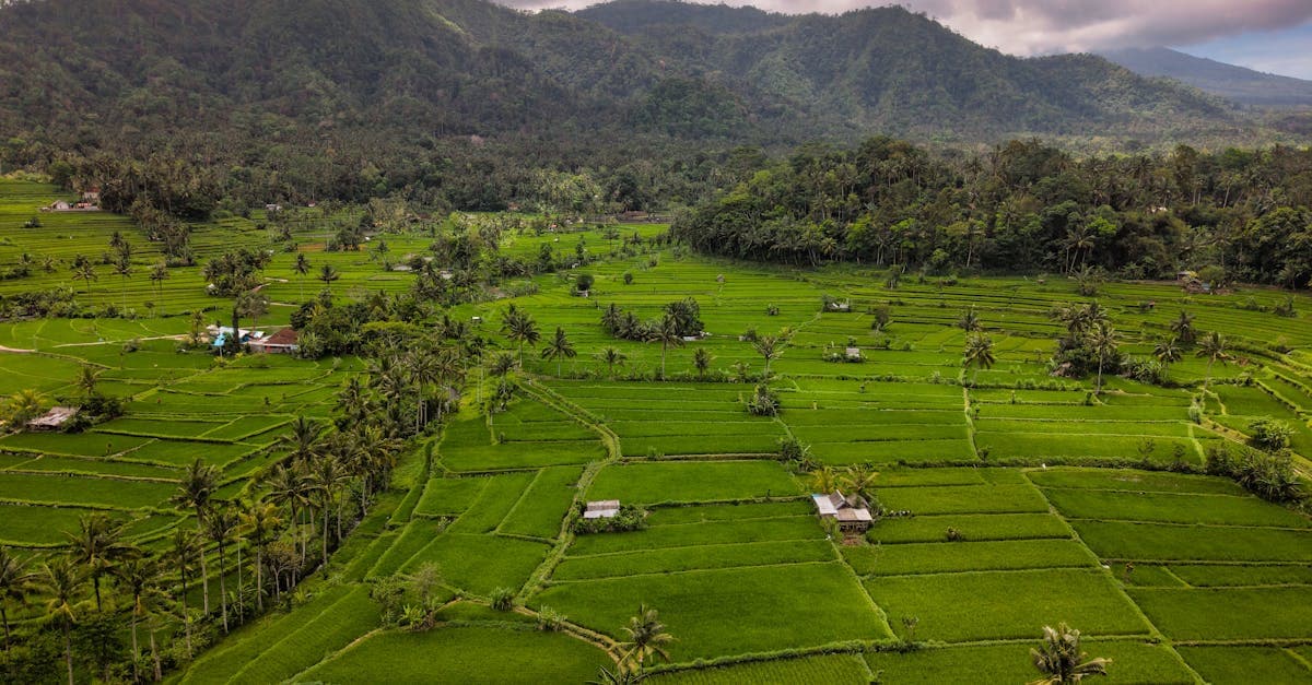 Pemandangan udara sawah terasering Bali yang hijau, perbandingan destinasi kelas memasak terbaik di Ubud