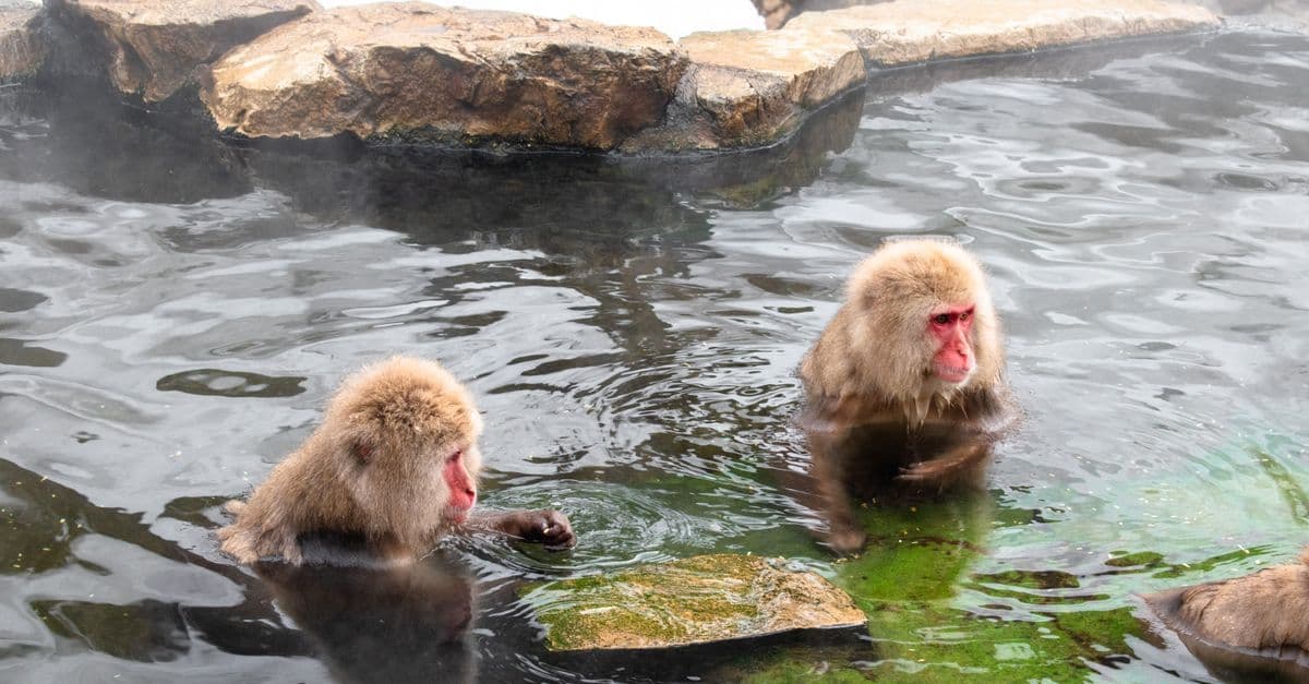 Two Japanese macaques warming themselves in a natural hot spring surrounded by snow in Nagano.