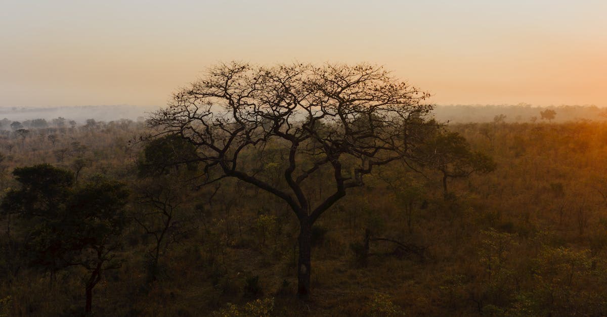 HelloRoam Vs Roamless: Which eSIM is Better for South Africa? - eSIM travel guide by HelloRoam