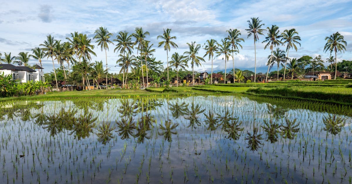 Fridfulla risfält i Bali med palmspeglaningar under blå himmel – perfekt för Bali Väder 2026: Komplett Guide till Torrperiod, Regnsäsong och Bästa Resmånad.