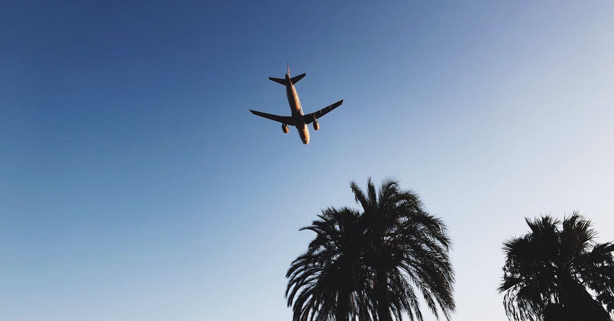 Aeroplane silhouette gliding over Ibiza's palm trees at dusk, representing affordable flights to Ibiza in 2026