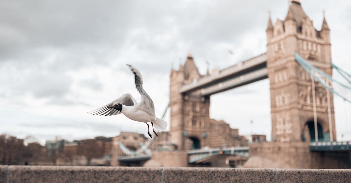 Gaviota ante el Tower Bridge en primavera, cuando el tiempo en Londres es más agradable para viajar