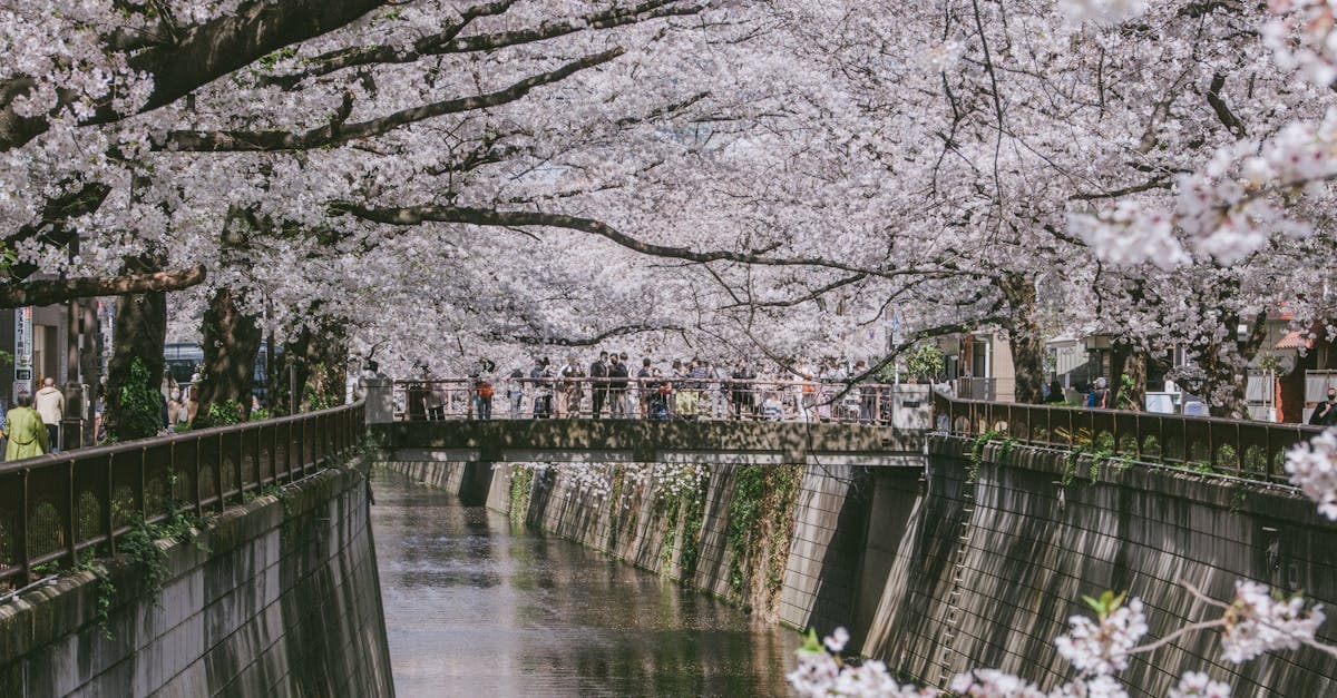 ดอกซากุระญี่ปุ่นบานเต็มที่เหนือสะพานริมแม่น้ำ วิวสวยงามในโตเกียว เกียวโต หรือโอซาก้า