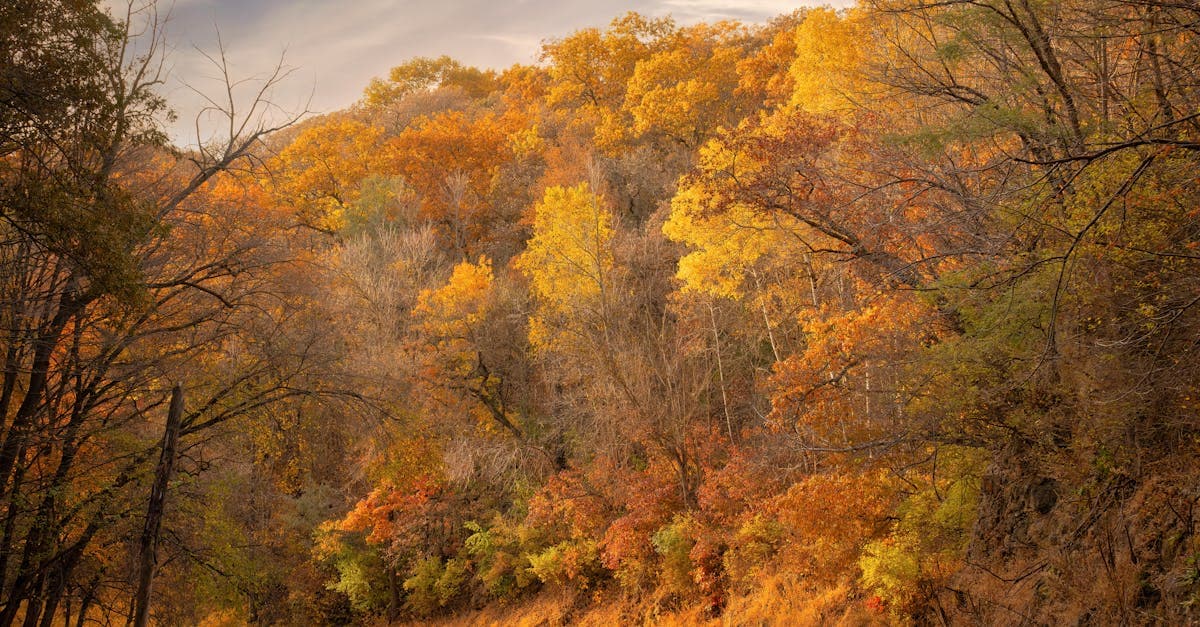 Vibrant autumn foliage along a winding Japanese road: October is the best time to visit Japan