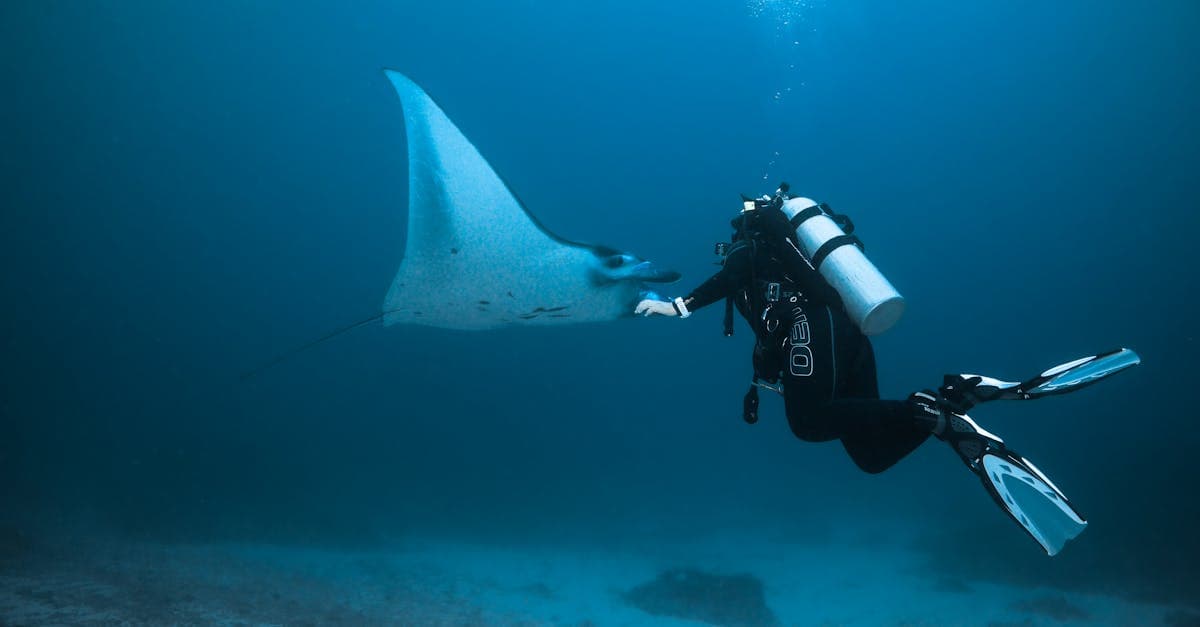 Scuba diver gliding alongside a majestic manta ray in the Maldives, best seen during dry season