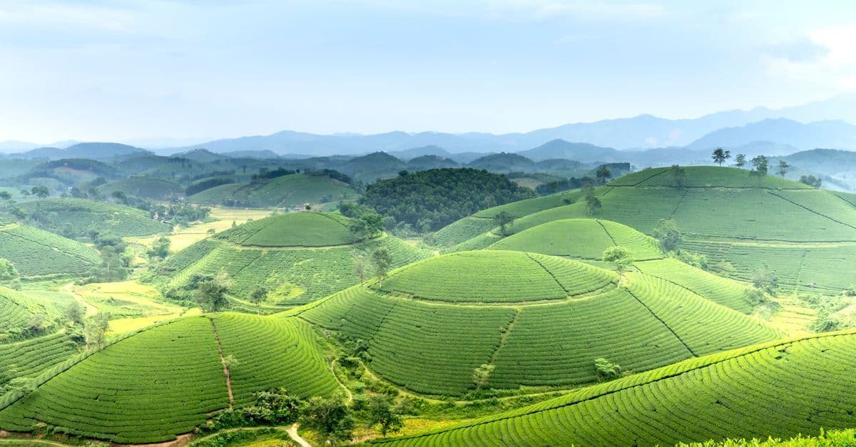 陽光下層層起伏的翠綠茶園延伸至遠方山巒,天空晴朗,呈現越南適合出遊的明媚天氣。