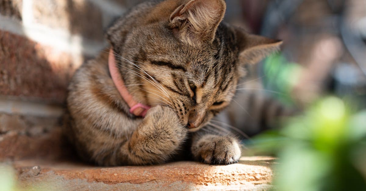 Niedliche Tigerkatze mit rosa Halsband entspannt in der Sonne auf einem Mauervorsprung beim Katze kaufen.