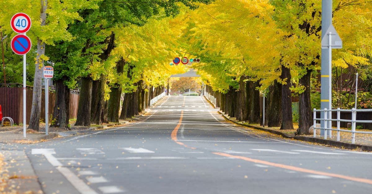 兩旁銀杏轉為金黃色的道路延伸至遠方,呈現秋季景色,適合感受札幌秋天的氣候與穿搭氛圍。