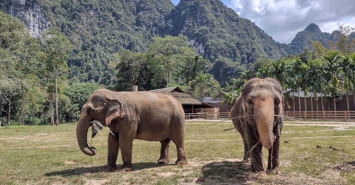 Två asiatiska elefanter i frihet omgivna av grönska och berg i Thailand