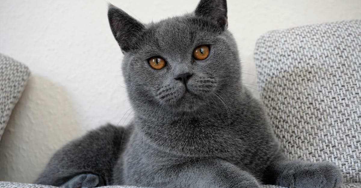 Katze Kaufen in Österreich: Der Komplette Ratgeber 2026 - eSIM- und Auslandsreise-Guide von HelloRoam