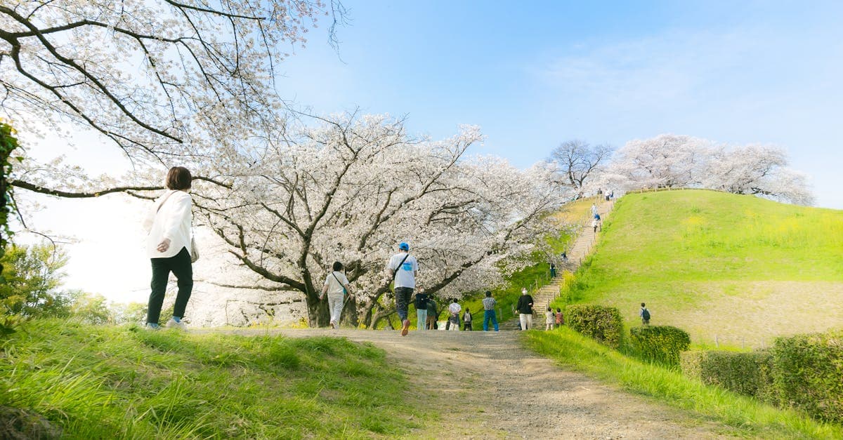 春のソウル天気に合わせた服装のヒントとなる、満開の桜の下を歩く人々