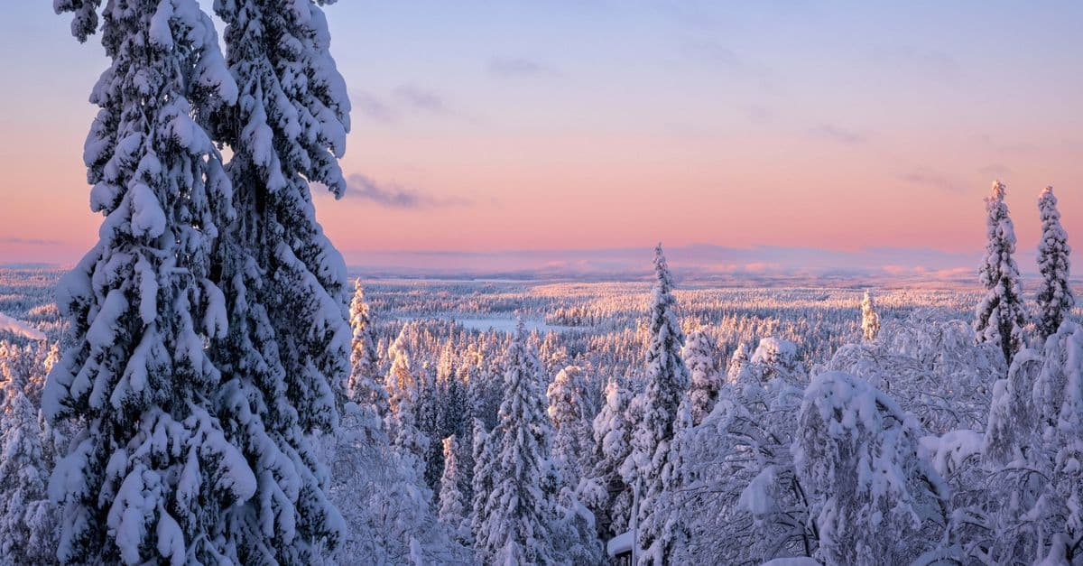 Snow-covered trees overlook a vast Lapland forest glowing pink and gold at sunset.