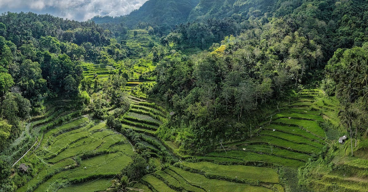 Bali vejr i tørsæsonen: frodige grønne rismarker i terrasser omgivet af bjerglandskab