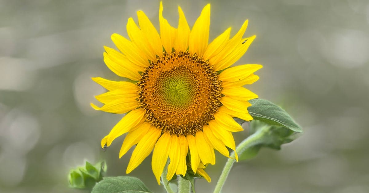 バリ島のベストシーズンは乾季の5月から10月、晴れやかな太陽と鮮やかな花が咲く季節