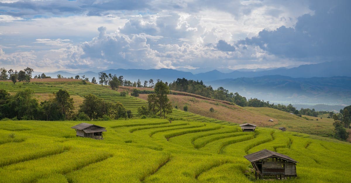 Saftig grüne Reisterrassen mit Gehöften in ländlichem Thailand, passend zum regionalen Klimavergleich Bangkok, Phuket und Chiang Mai.