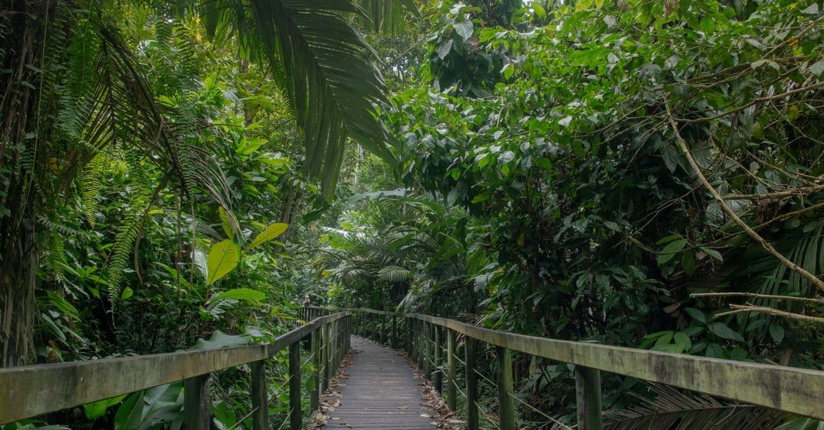 A wooden boardwalk winds through dense, lush tropical rainforest.