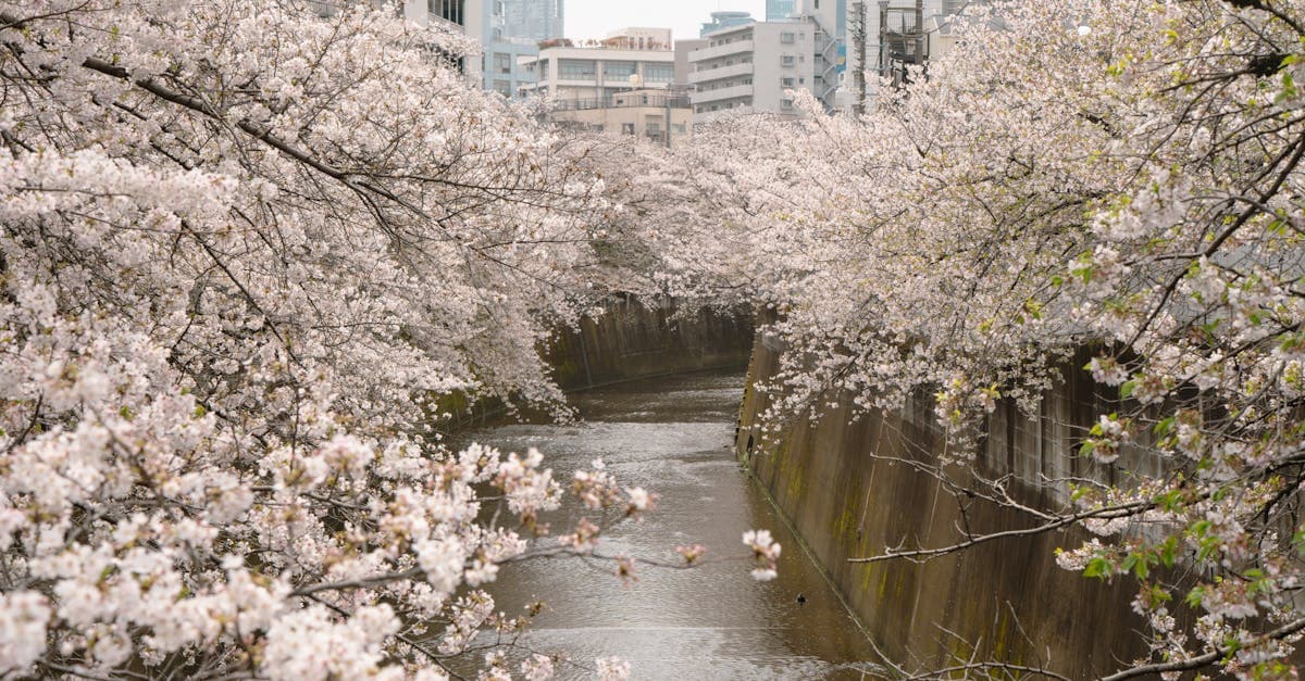 Melhor época para visitar o Japão: guia completo para brasileiros 2026