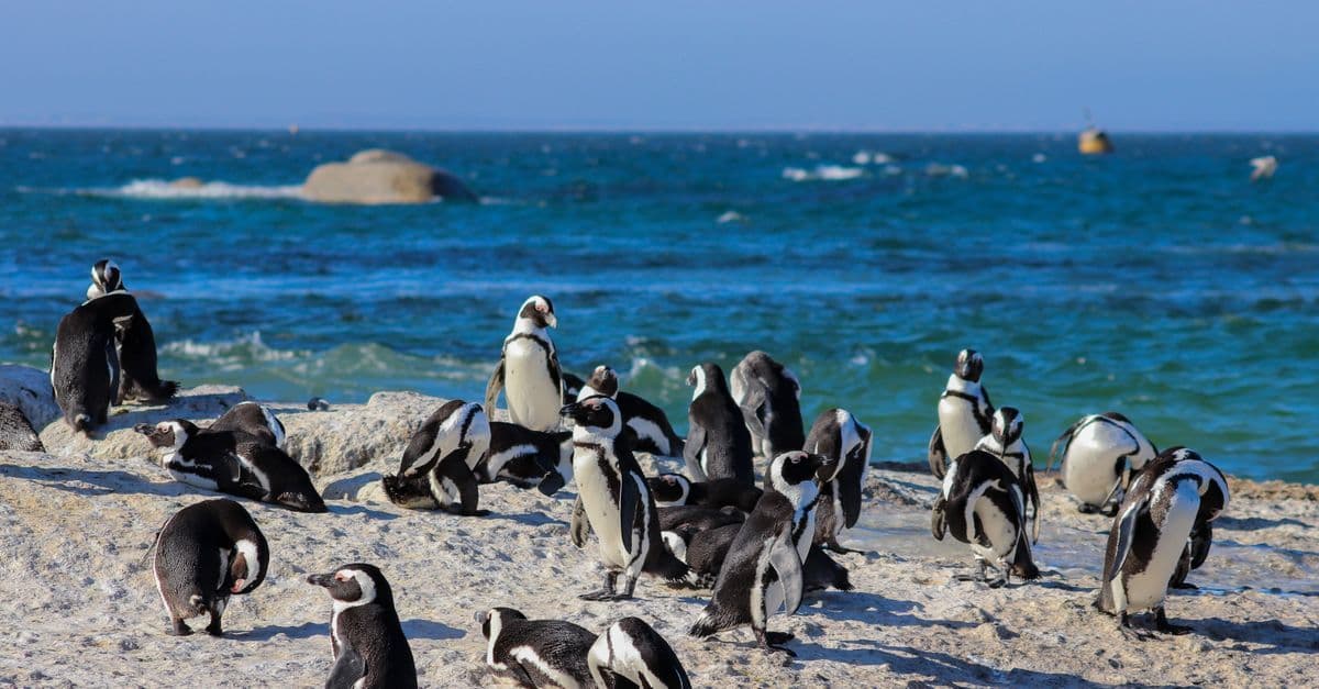 Group of African penguins basking on a sandy beach by the ocean in clear daylight.