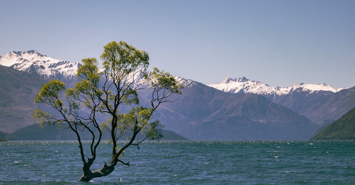 Iconic lone tree at Lake Wānaka with snow-capped mountains, reachable via cheap domestic New Zealand flights