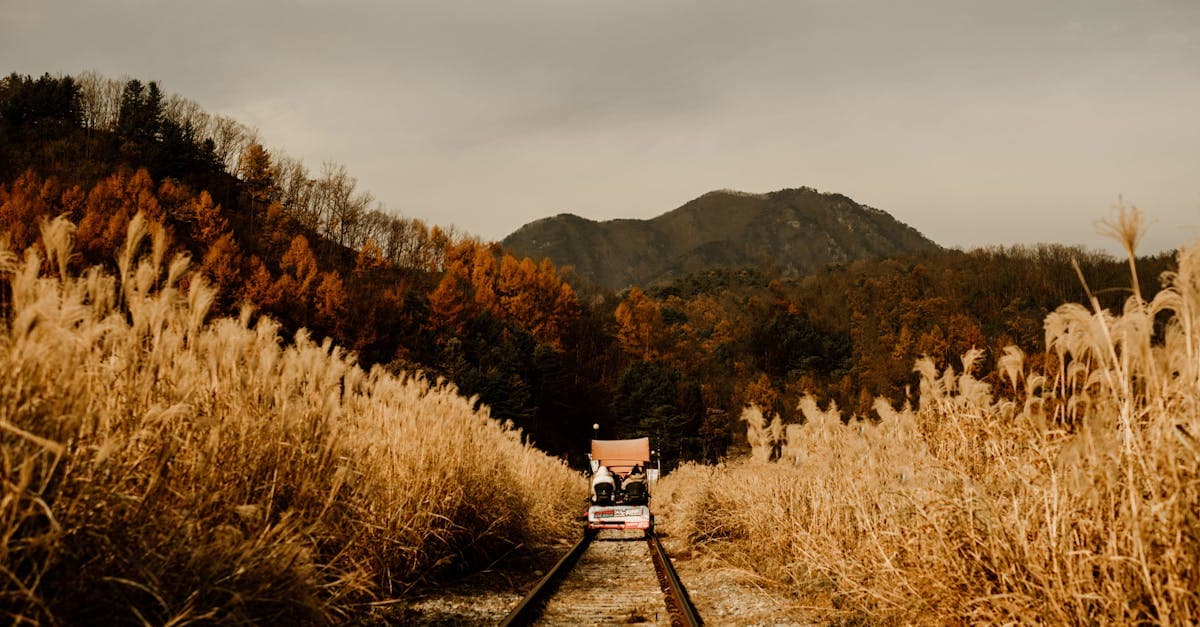 일본 날씨 가을과 겨울 황금빛 단풍과 산이 어우러진 서정적인 철길 풍경