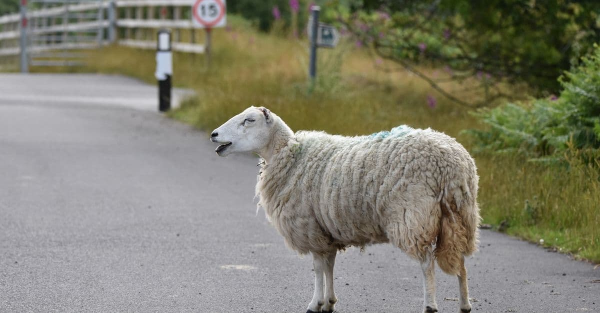 A sheep stands on a rural road beside grassy verges, posing a potential hazard for drivers.