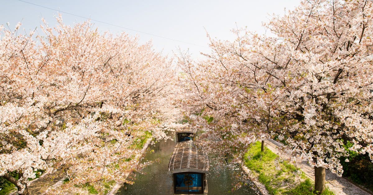 ソウル旅行のベストシーズンを彩る、桜並木の水路を進む屋根付きボートの空撮